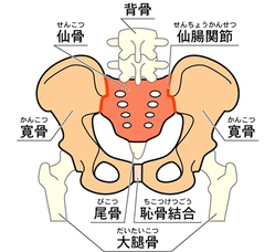 産後骨盤矯正