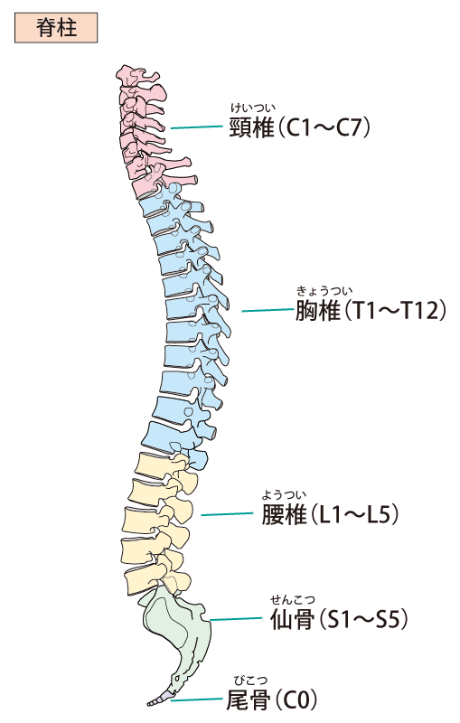 名古屋の腰痛整体のページ