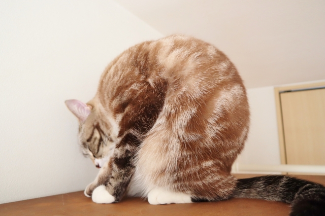 猫背矯正　名古屋